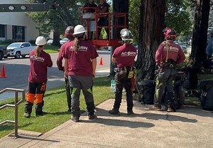 Enhancing Urban Environments: Acorn Arboricultural Services Launches New Website to Support its Tree Services in Greater Sacramento