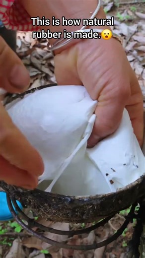 This is how natural rubber is made.