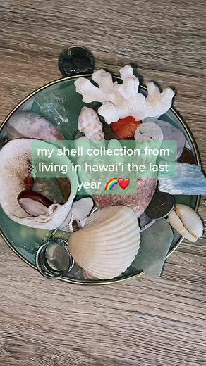 Exploring the Beauty of Cowry Shells in Hawaii