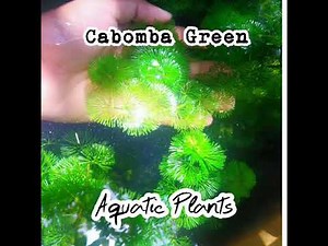 Cabomba Green Aquatic Plants | Strategies on how to grow more