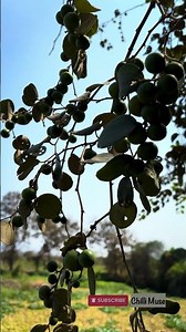 A Tree Being a Tree in Peace :D #chillimuse