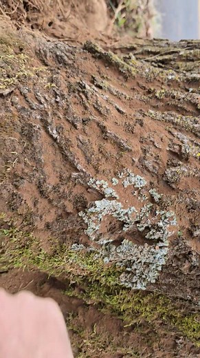 15 reactions | A quick midway video of why it's so important to take care of your trees! Make sure you don't over mulch or plant too deep! And always make sure you hire educated companies - or if you want a stress free solution, give us a call! 865-617-8834 | Branch Out Tree Service TN | Facebook