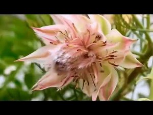 Serruria Florida ( Blushing Bride) Flowering