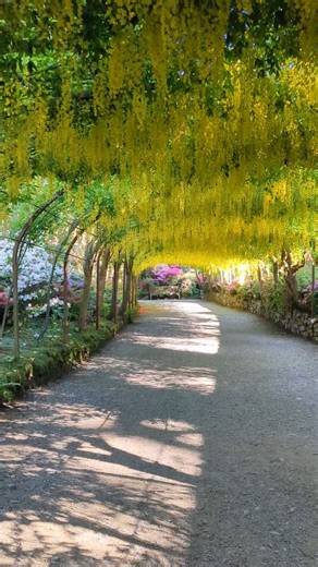 Ymweld â’r ardd wythnos yma | Visiting the garden this week *** Edrych yn lyfli yn barod, ond mae dal dipyn o ddyddiau o haul i neud i'r bwa flodeuo yn iawn ac i gadw ni ar #GwyliorBwaTresiAur yma’n Gardd Bodnant. Os ydych eisiau dod wythnos yma (12 i'r 16 Mai) does dim angen bwcio o flaen llawn. Os ydych am ymweld â’r ardd o’r 17 Mai a 1 Mehefin, rydym yn argymell yn gryf eich bod yn archebu eich tocynnau ymlaen llaw cyn dod. Os ydym yn llawn yn y maes parcio a nag oes gennych docynnau i'r ardd