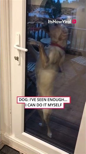 Who Needs a House Key? 🐶 || ItsNowViral