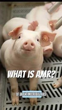 What is AMR? How Healthy Livestock Animals Protect Human Health 💊