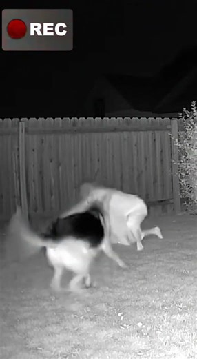 "Security Camera Catches Ghost Prank on Dog - HILARIOUS!