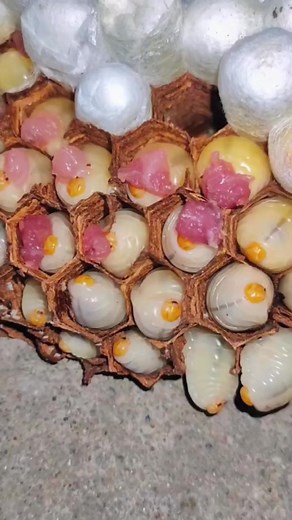 Exploring Wasp Nest: Life Cycle of Larvae