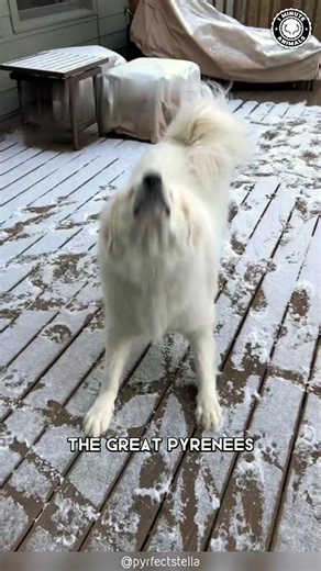 43K views · 2.8K reactions | Great Pyrenees  Legendary Gentle Giants! #greatpyrenees #greatpyreneespuppy #greatpyreneesofinstagram #greatpyreneesofthehour #greatpyreneesoftheday #greatpyreneeslovers #greatpyreneesofthemoment #greatpyreneespuppies #greatpyreneeslife #greatpyreneesmix | 1 Minute Animals | Facebook