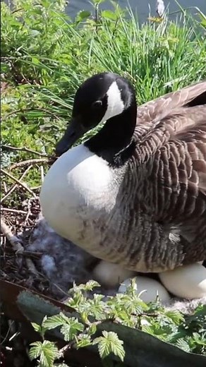 Canada Goose Nesting and Protecting Eggs - Amazing Nature Footage.