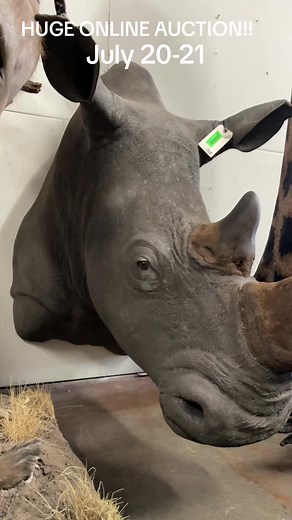Huge 2 Day online only auction July 20-21. Go to proxibid.com/westernsportsman to view catalog, register, and pre-bid! We are adding more items to our catalog daily! #fyp #foryou #taxidermy #auction #taxidermyauction #safariclub #sci #taxidermyforsale #odditiesandcuriosities #proxibid #liveauctioneers