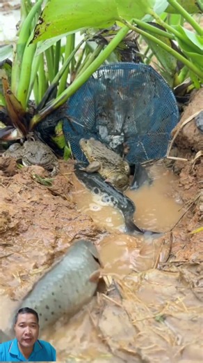 The Simplest Primitive Fishing Trick That Catches EVERYTHING!