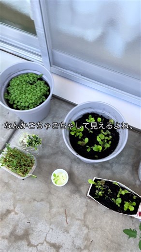 #家庭菜園 #家庭菜園初心者 #家庭菜園のある暮らし #家庭菜園日記 #夏野菜栽培 #トマト栽培 #ミニトマト栽培初心者 #プランター菜園 #プランター栽培 #バジル栽培 #リーフレタス栽培 #ミニトマト脇芽 #ベランダ菜園