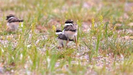 Killdeer with 3 chicks (Charadrius vociferus) . The nonbreeding habitat of the killdeer includes coastal wetlands, beach habitats, and coastal fields. Its breeding grounds are generally open fields with short vegetation. The killdeer forms pairs on its breeding grounds right after arriving. | BIRDS & Nature