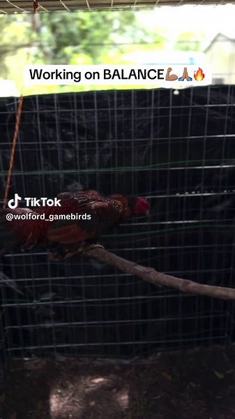 Achieving Balance in Game Bird Breeding