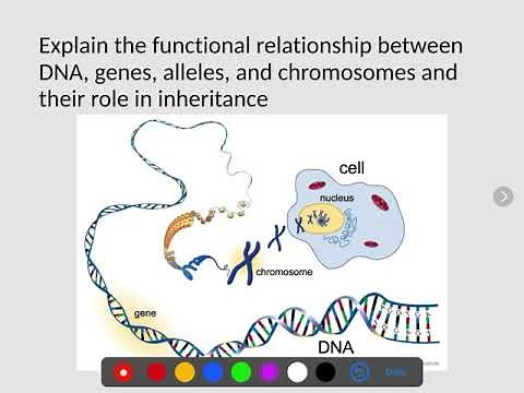 Functional relationship between DNA, Genes, Alleles, and Chromosomes and their Role in Inheritance
