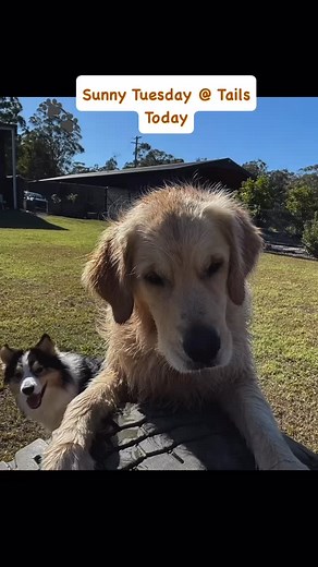 Tuesday Crew with a perfect winters day, sun, swimming, playing 🐶🐾☀️ #tailsunleashed #ruraldoggydaycare #dogsdayout #doggydaycare #schnauzer #goldenretriever #bordercollie #cattledog #staffy #labradoodle #austrailianshepherd #airdaleterrier #brittanyspaniel | Tails Unleashed
