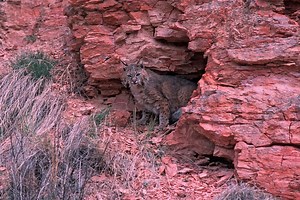 Bobcat Dens | The Ultimate Guide | Assorted Animals