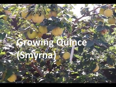Growing Quince (Smyrna)