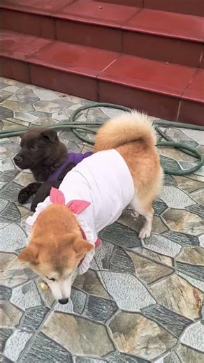 Two dogs fight over food #cute #dog