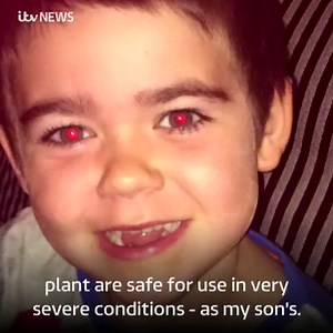 14K views · 104 reactions | The family of a six-year-old boy with epilepsy are fighting for him to be legally allowed to use medicinal cannabis oil. Alfie Dingley used to receive steroid-based treatment, before his family took him to the Netherlands, where they say cannabis oil made a big difference. | ITV Central | Facebook