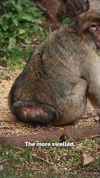 Sex Dimorphism: How Male and Female Macaques Differ