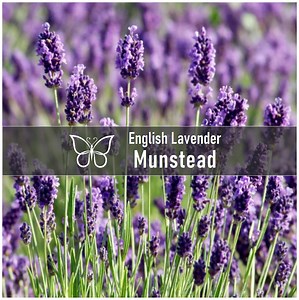 5 ENGLISH LAVENDER MUNSTEAD Live Perennial Starter Plant Plugs - Etsy