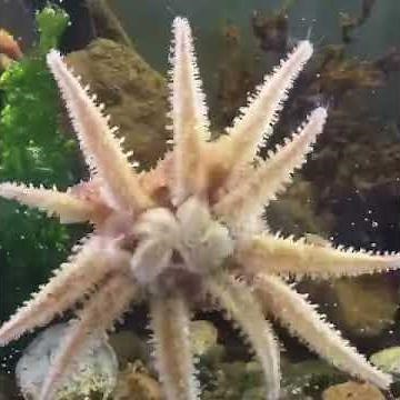 Sunstar devouring a common starfish