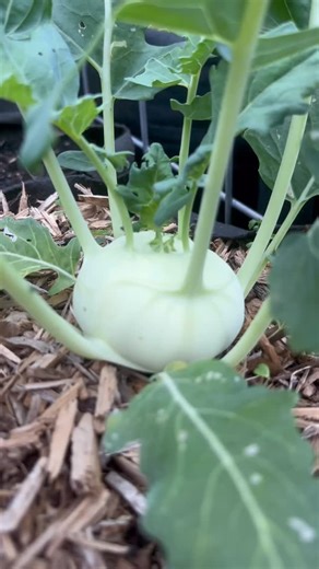  I absolutely love growing kohlrabi! It’s one of my favorite...