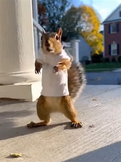 I swear these squirrel take dance lessons when I'm not home. 🐿️😂 Rate the routine! 1-10! #fyp #viral #Squirrel #RateMyDance #HipHop