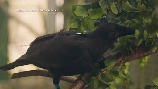 The last remaining 'alala, or Hawaiian crows, have been bred and trained in captivity. Now they're being released on the island of Maui in hopes of expanding the species' territory. | Inside Edition