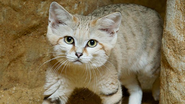 Master of the Desert: How the Sand Cat Thrives in the Scorching Heat of the Sahara!