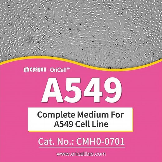 A549 Cell Line Growth Time-Lapse: Optimized with OriCell™ Complete Medium (CMH0-0701) #cyagen