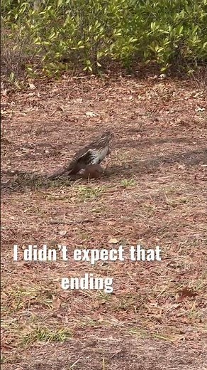 Squirrel vs hawk surprise ending