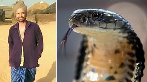 Snake bites Rajasthan man, he survives. Snake bites him again after 5 days, he dies