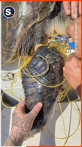 17M views · 10K reactions | Incredible sea turtle rescue! | storyful | Facebook