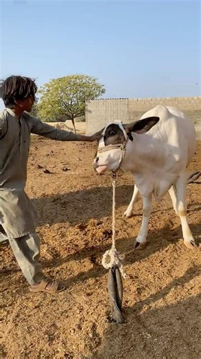 Angry Cow Attacks Owner 😱 Out of Control Animal Goes Wild! #cow #bull #animals#shorts #ytshorts