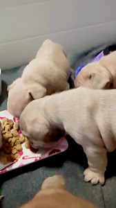 Dixie’s Litter 🔥🔥🔥 | Staton’s French Bulldogs