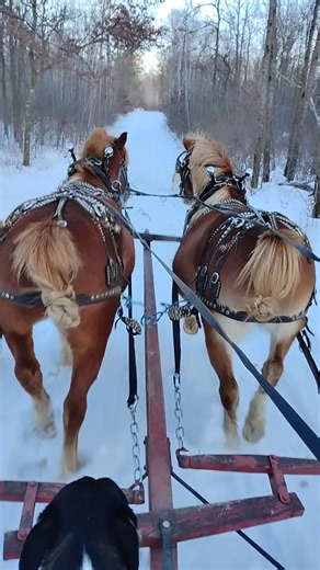 Sleigh bells ring... Need a sleigh ride for your winter celebration.... Trails are great! Pm for more information ❄️❄️❄️❄️ | HAPPY COW