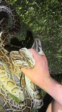 Catching a whole lot of pythons! #everglades#python#crazy#wildlife#snake#youtube#viral