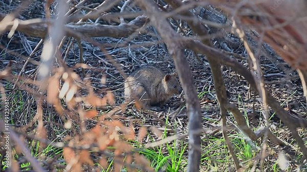 quokka, Setonix brachyurus, a small kangaroo living on Rottnest Island near Perth along the coastline of Western Australia.