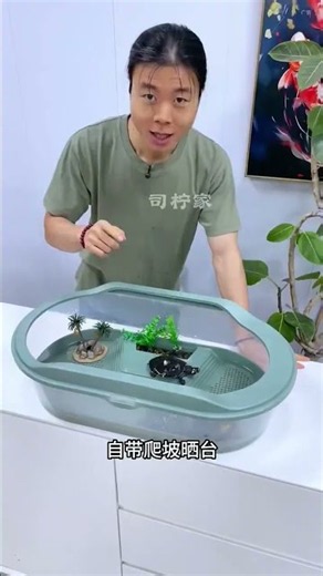 Tiger Barb Fish Eggs — Nature’s Amazing Breeding Process! 🥚🐠 #Shorts#youtubeshorts#viral#trending
