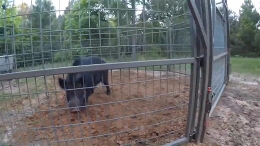 A giant boar with huge cutters gets caught using the Pocket Drag Game Changer trap. Watch the raw power of hog trapping in action as this wild beast is finally stopped! #HogTrapping #WildBoar #PocketDragTrap | Ellen Roman