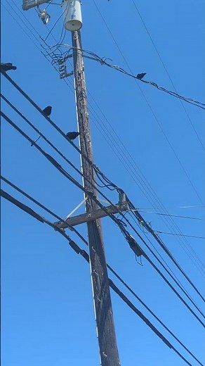 The racist crows from Dumbo