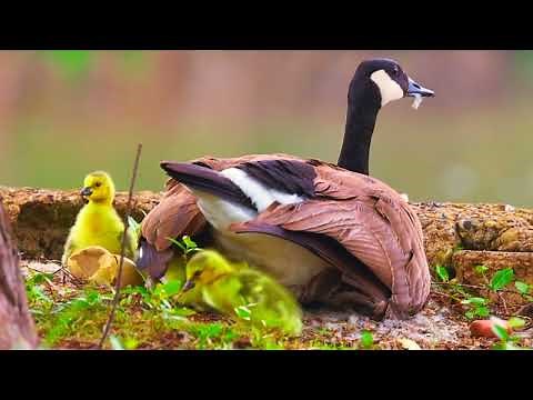 The Birth Journey of Canada Goose Gosling 🦢🦢Bird Song 🎸🎻 Nature Relaxation