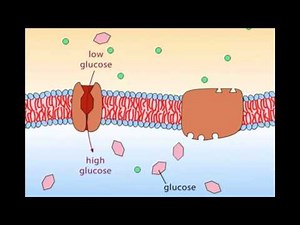 Secondary Active Transport