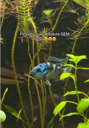 Electric Blue Jack Dempsey Care Guide for Fishkeepers