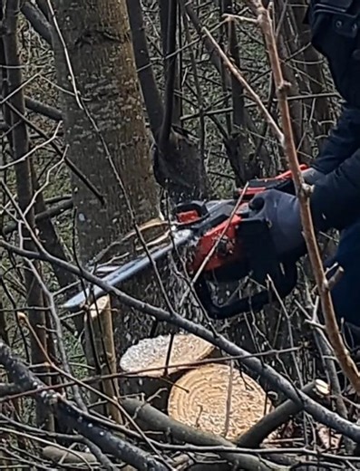 Akku Kettensäge Baum zum fallen bringen ausschneiden #tree #arborist #chainsaw #woodworking