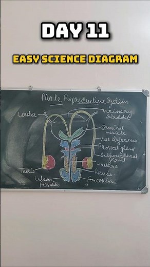 Male Reproductive System Easy Diagram