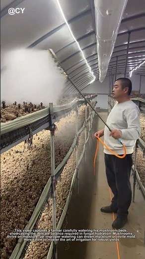 "Smart Mushroom Farming! The Right Way to Water Your Fungi 🌱💧"